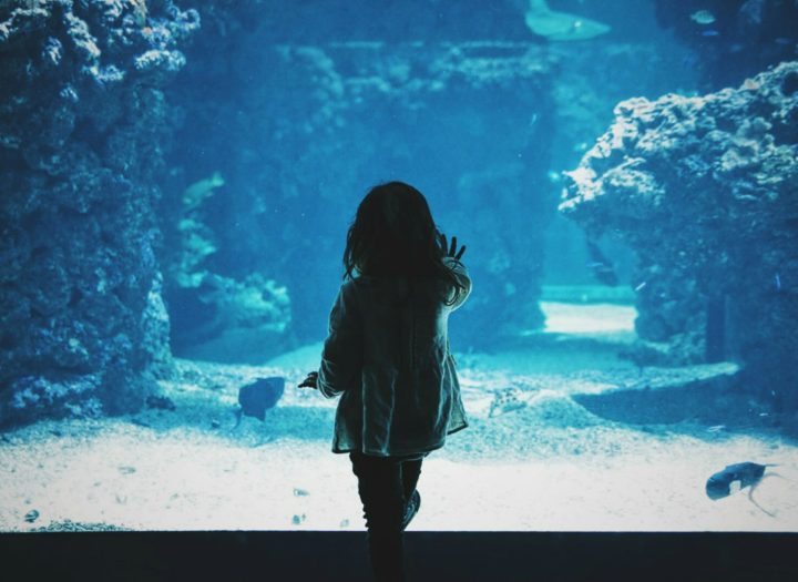 le musée oceanographique de Monaco : un voyage sous-marin fascinant